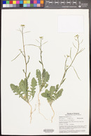 Brassica tournefortii image