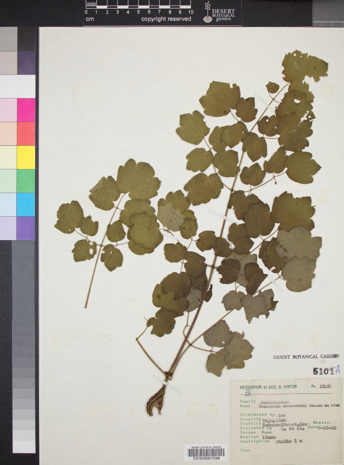 Thalictrum hernandezii image