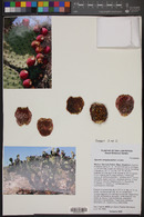 Opuntia streptacantha image