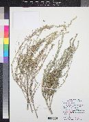 Artemisia bigelovii image