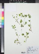 Nemophila parviflora var. austinae image