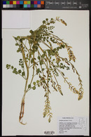 Astragalus porrectus image