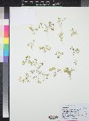 Gilia campanulata image