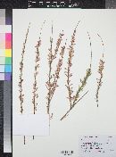 Tamarix parviflora image