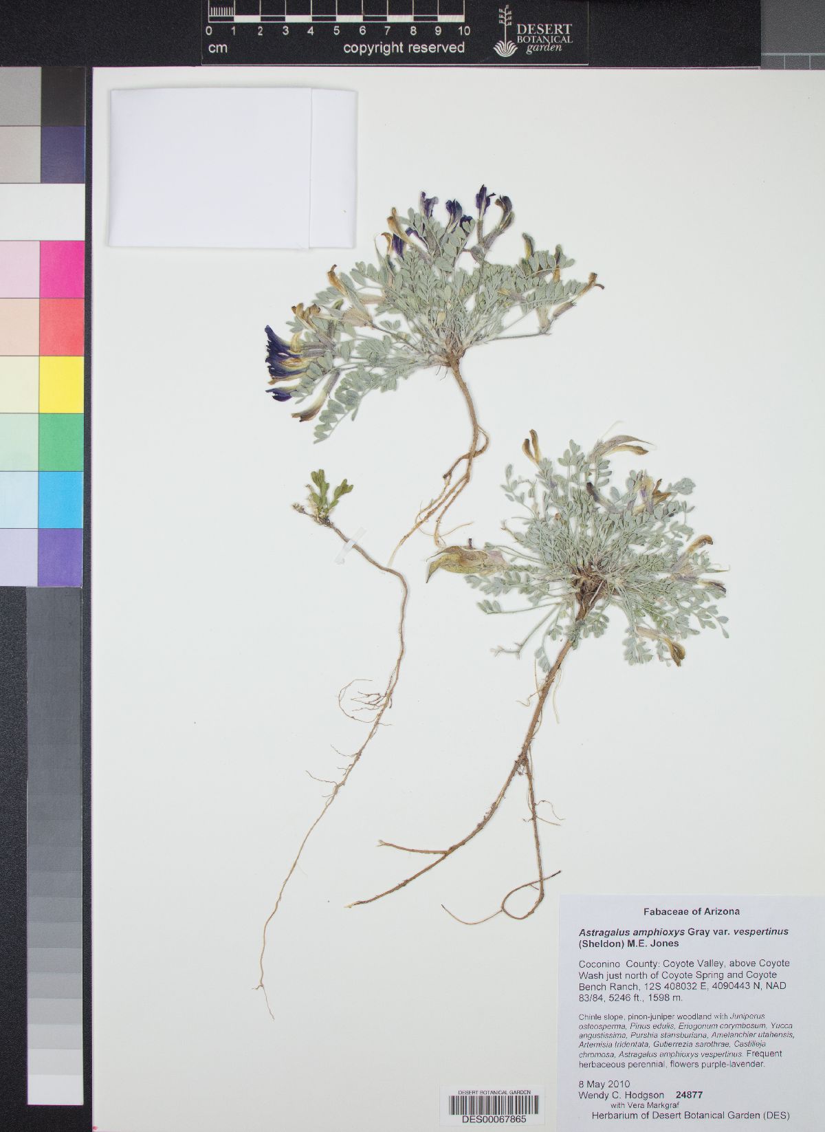 Astragalus amphioxys var. vespertinus image