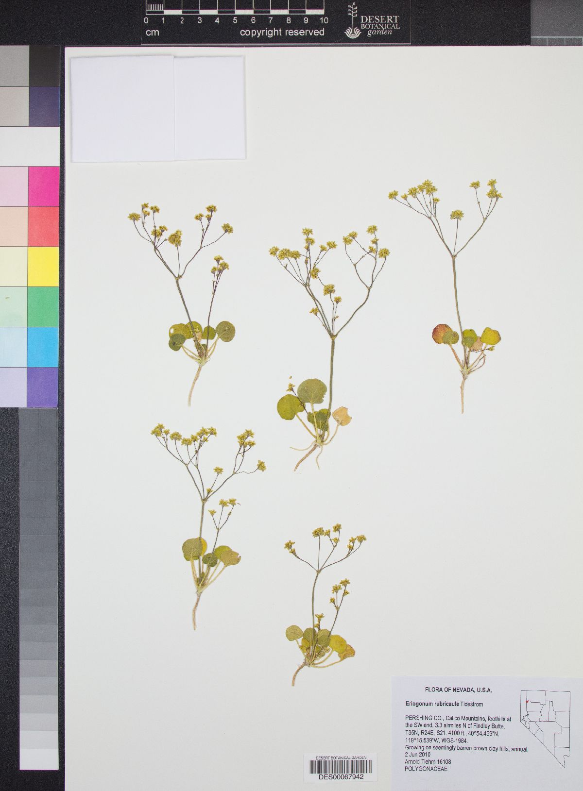 Eriogonum rubricaule image