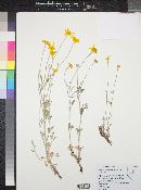 Eriophyllum lanatum var. achillioides image