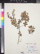 Leucophyllum langmaniae image