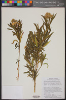 Baccharis salicifolia image