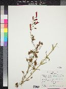 Penstemon barbatus image