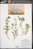 Psorothamnus arborescens image