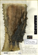 Agave shrevei subsp. magna image
