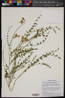 Astragalus preussii var. preussii image
