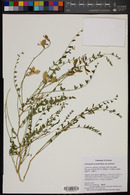 Astragalus preussii image