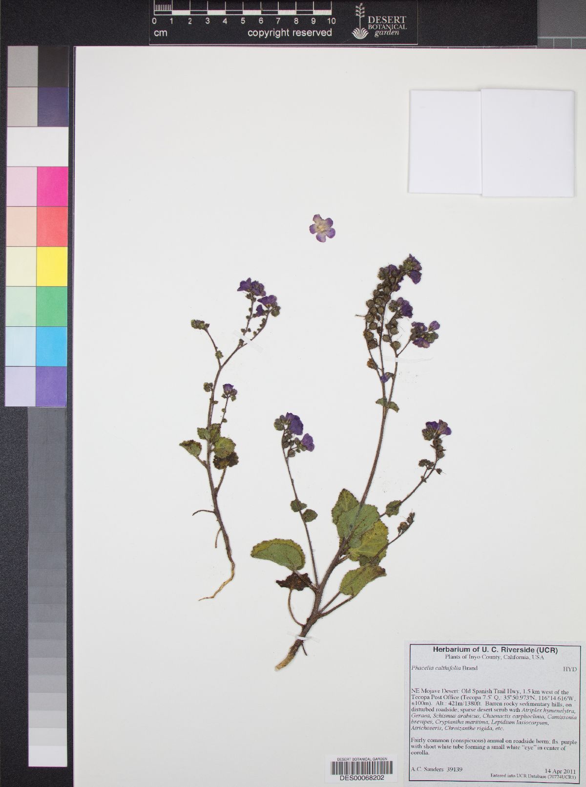 Phacelia calthifolia image