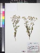 Senecio mohavensis image