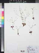 Eriogonum esmeraldense var. toiyabense image