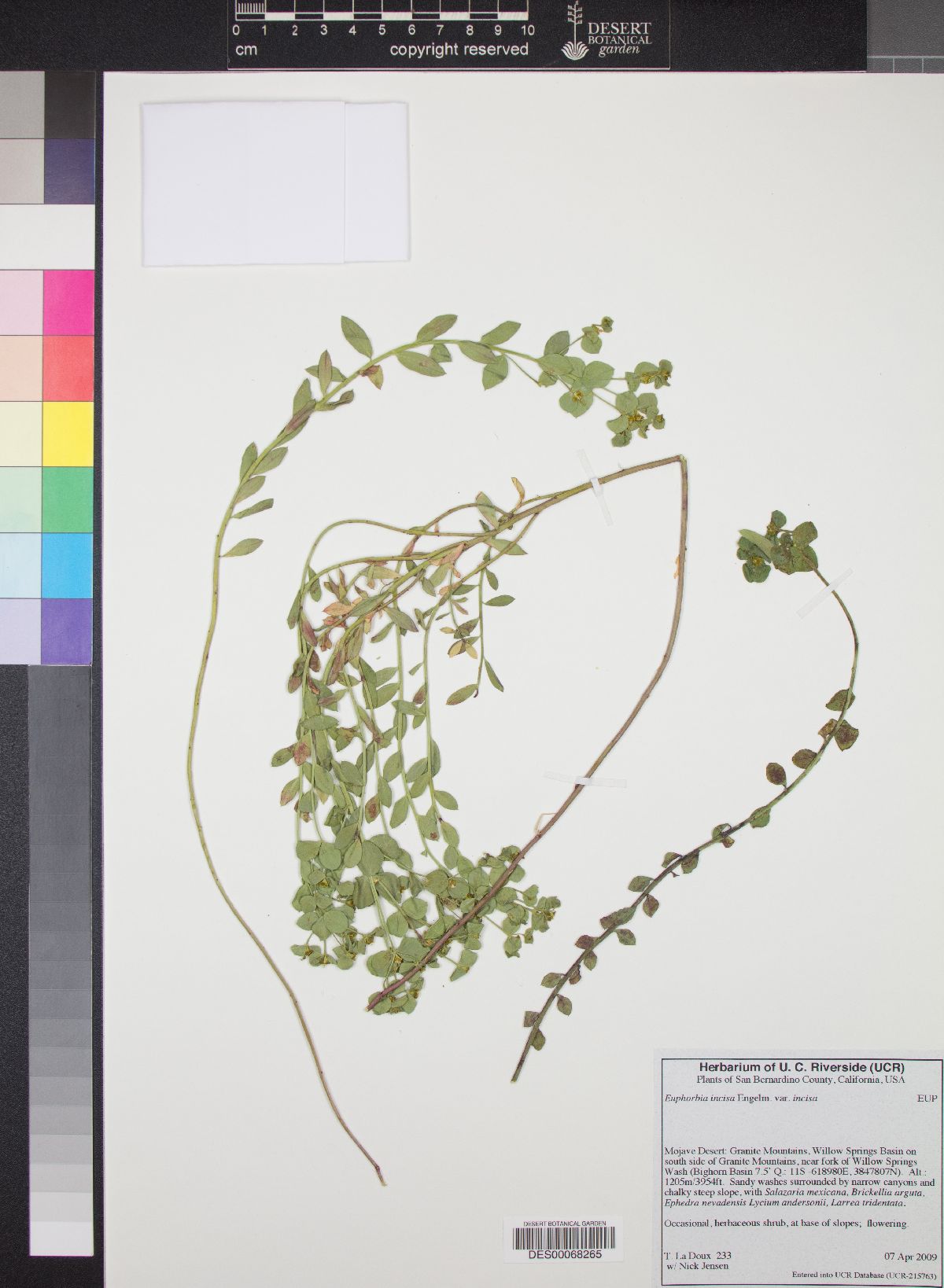 Euphorbia incisa var. incisa image