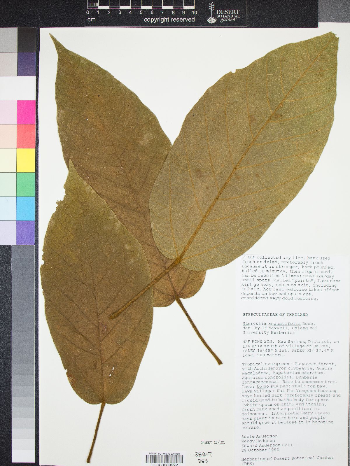 Sterculia angustifolia image