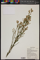 Baccharis sergiloides image