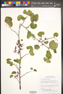 Cercis orbiculata image