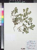 Phacelia cryptantha image