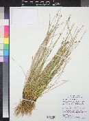 Eleocharis rostellata image