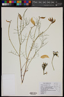 Astragalus pterocarpus image