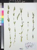 Gentianella amarella subsp. acuta image