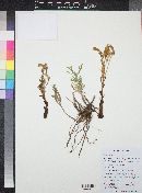 Orobanche fasciculata image