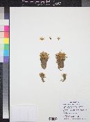 Mammillaria rettigiana image
