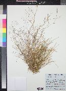 Muhlenbergia porteri image