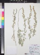 Artemisia ludoviciana subsp. redolens image