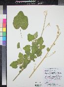 Sphaeralcea parvifolia image