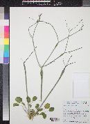 Eriogonum inflatum image