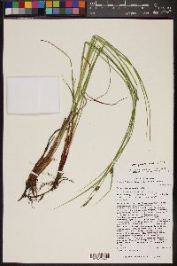 Carex pellita image