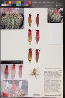 Denmoza rhodacantha image