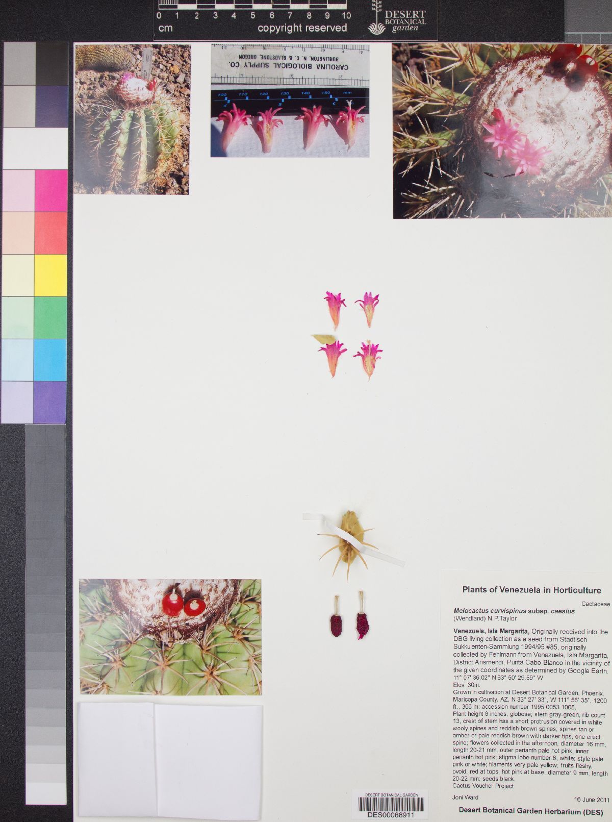 Melocactus curvispinus subsp. caesius image
