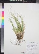 Carex geophila image