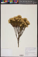 Ericameria laricifolia image