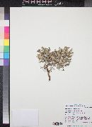 Eriogonum pulchrum image