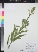 Oenothera villosa subsp. strigosa image