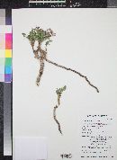 Polygala rusbyi image