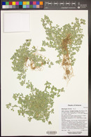 Medicago minima image