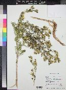 Mentzelia filifolia image