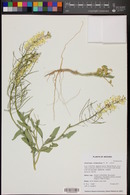 Stanleya albescens image