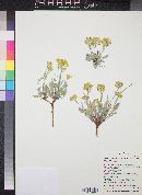 Physaria pinetorum image