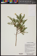 Ericameria suffruticosa image