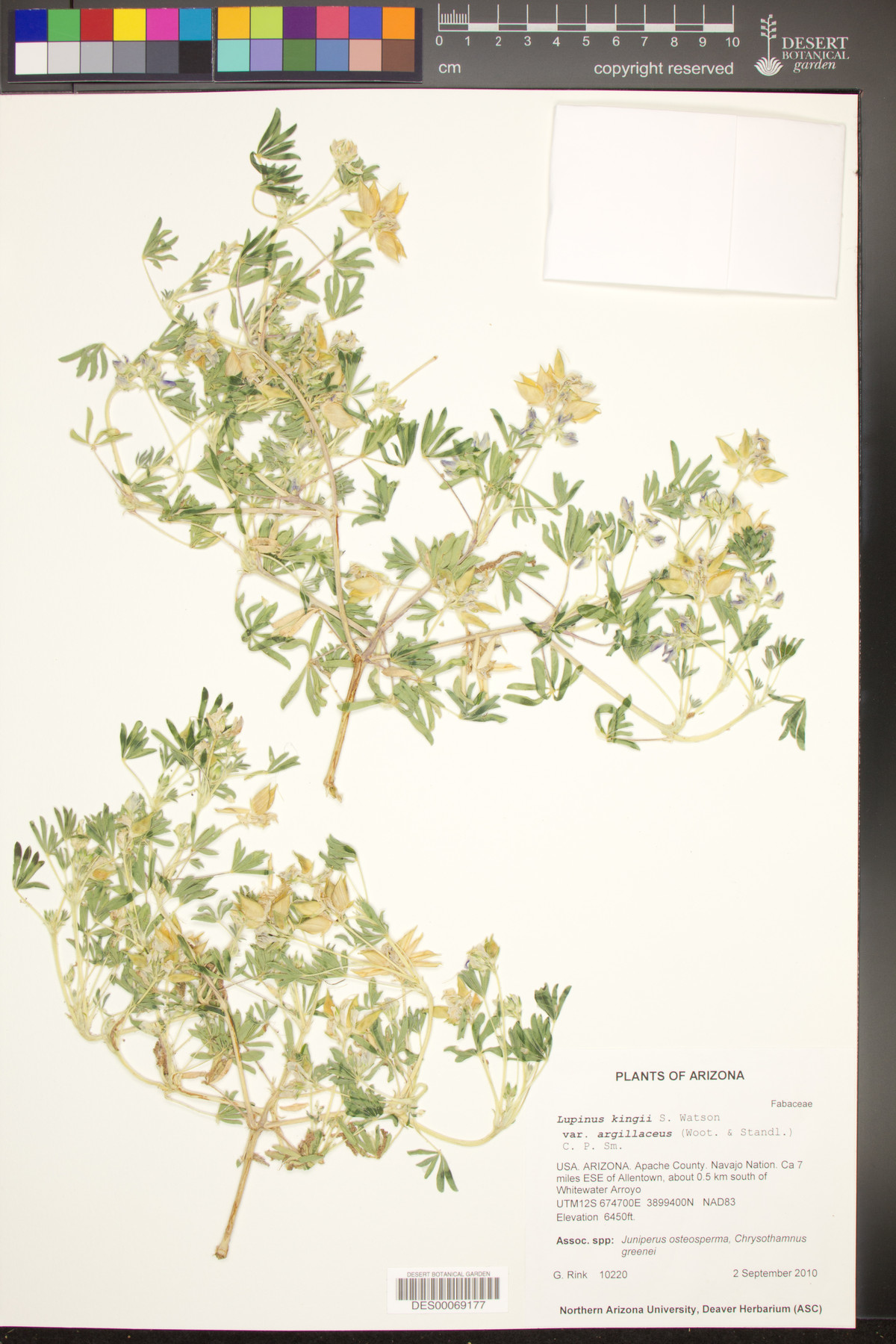 Lupinus kingii var. argillaceus image