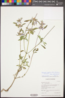 Monarda humilis image